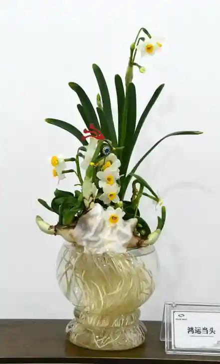 水仙、洋水仙，最大的区别是这点