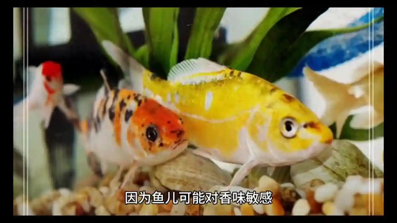 钓鱼鱼饵香兰素的一些事儿#原来钓鱼才是抖音运动顶流
