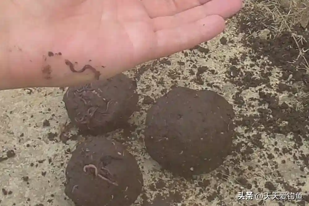 春天野钓黄颡鱼，学会3个核心技巧，每次出门都不走空