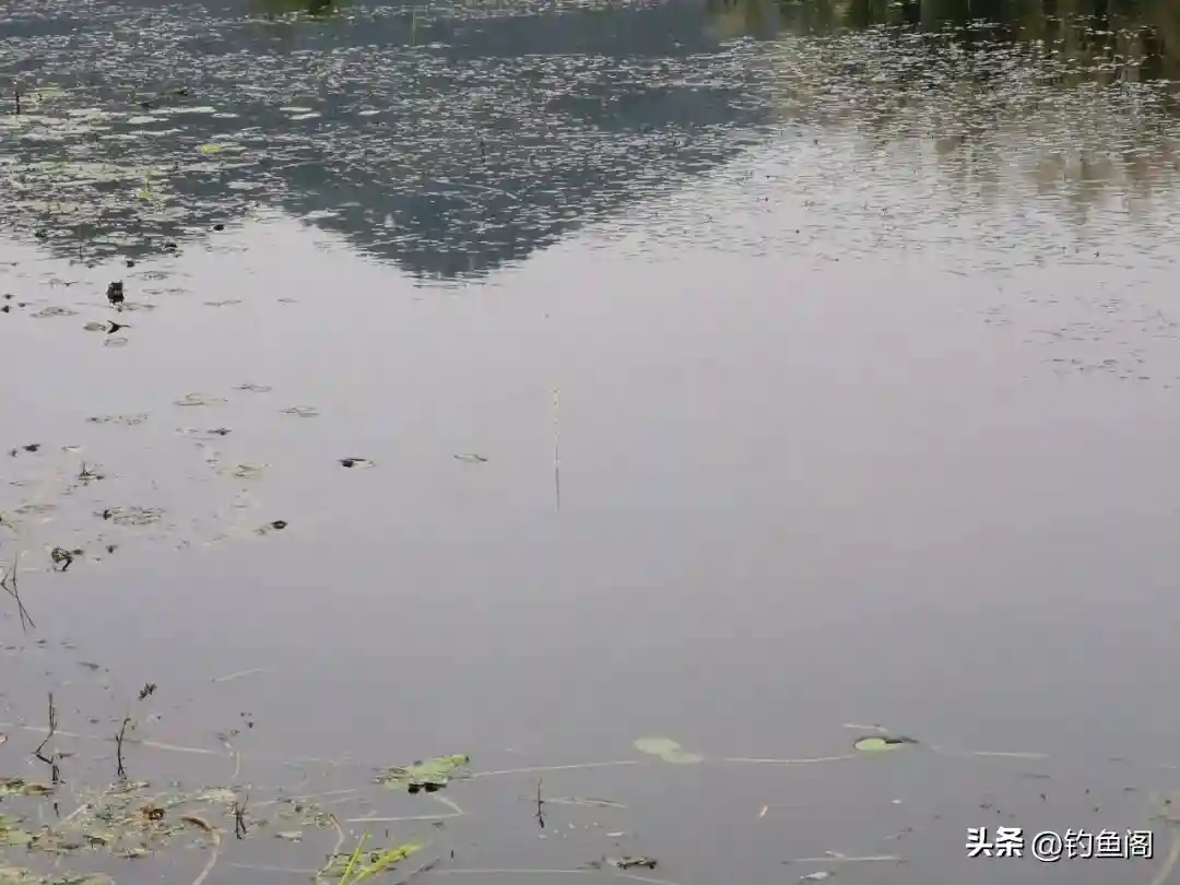 调漂之前先选漂,浮漂没选对,难怪怎么都调不好!