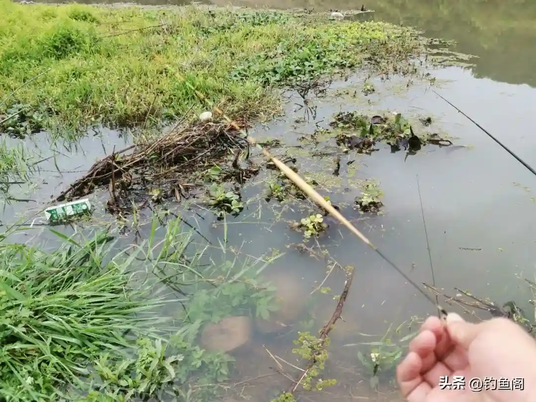 调漂之前先选漂,浮漂没选对,难怪怎么都调不好!