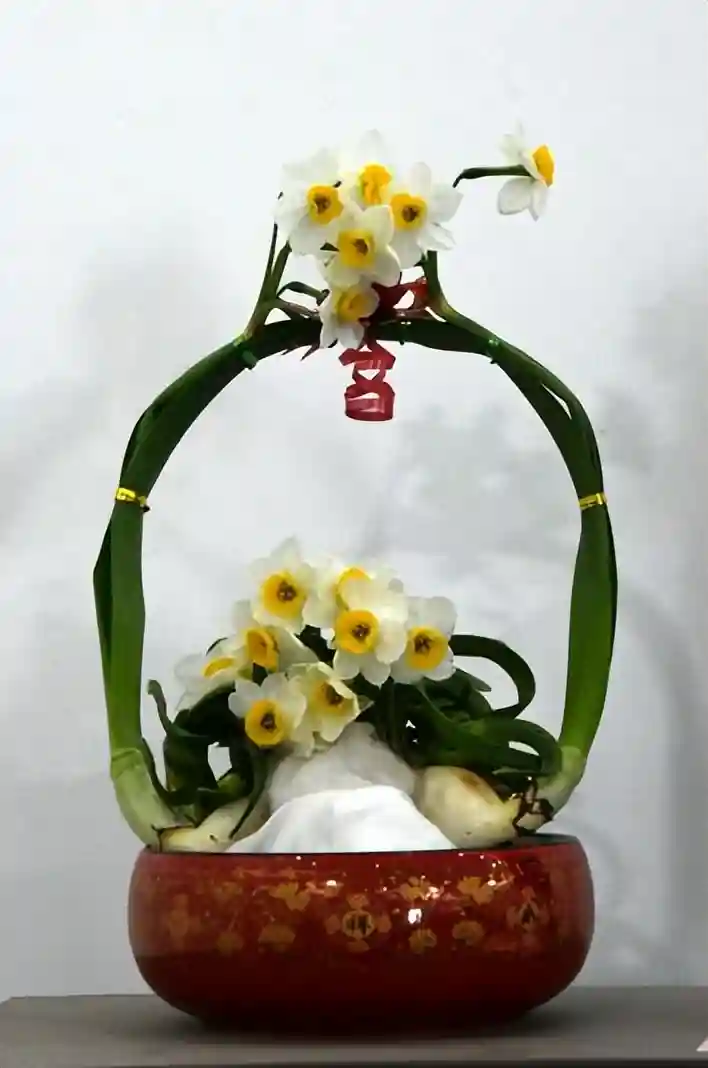 水仙、洋水仙，最大的区别是这点