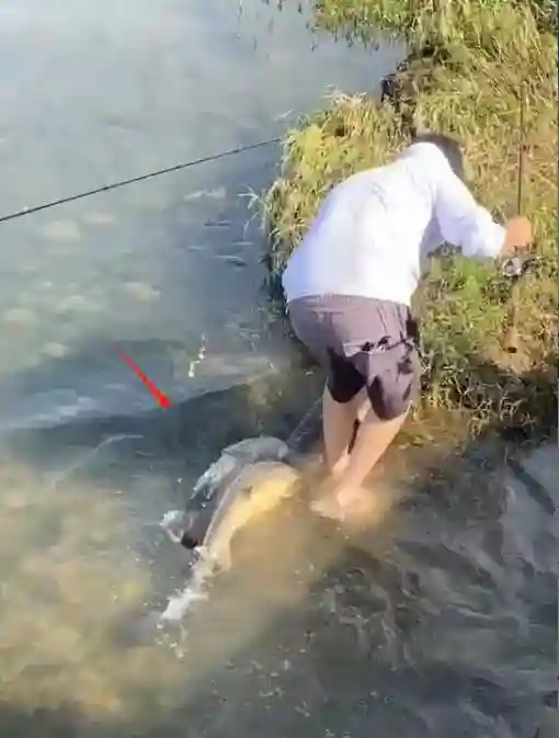 浙江男子钓上中华鲟,同行女子拍视频发网上,网友:当心牢底坐穿