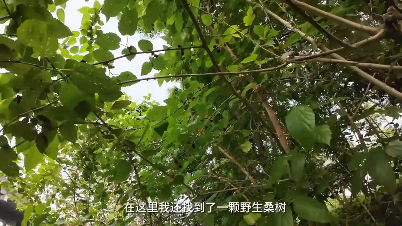 花了三天时间，我在东钱湖河道探钓了两条鱼