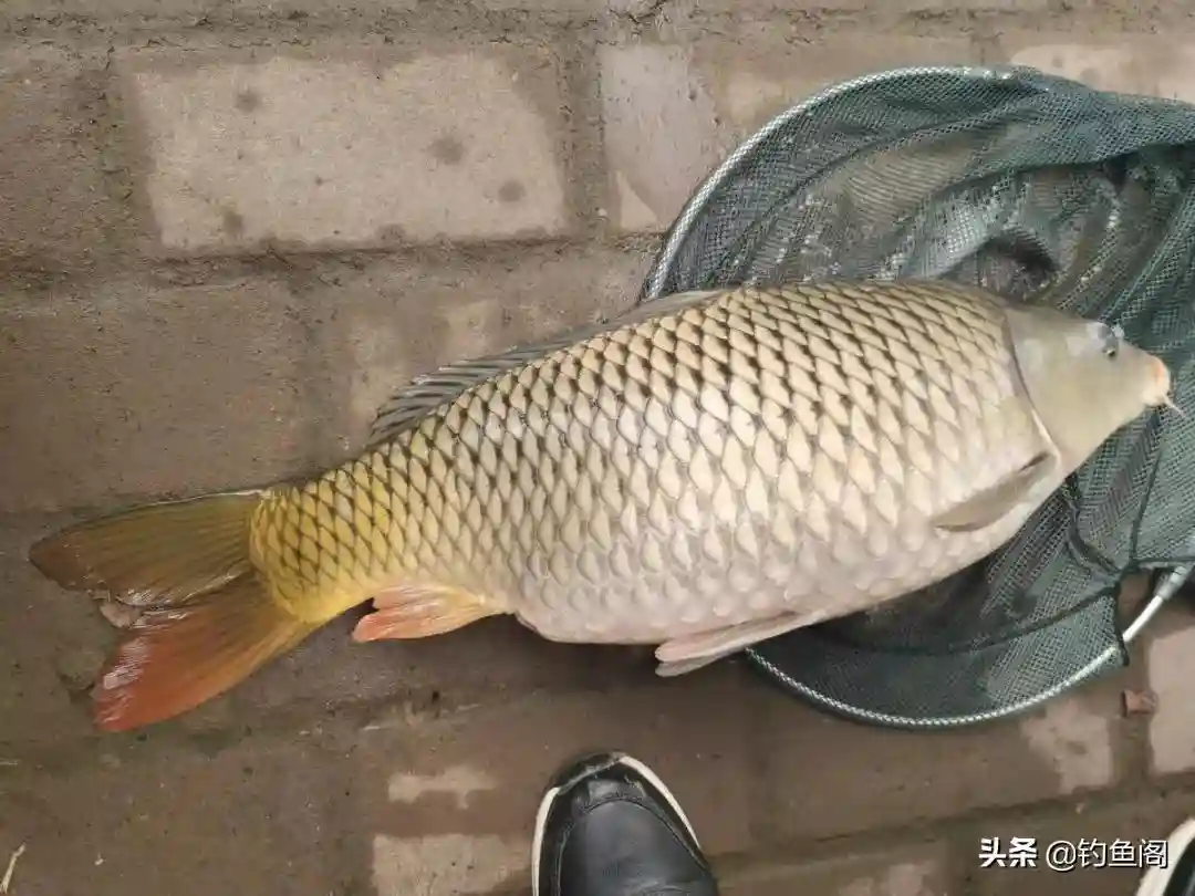 用菜籽饼做基础饵,好用又省钱,这样开出的饵专钓大鲫大鲤
