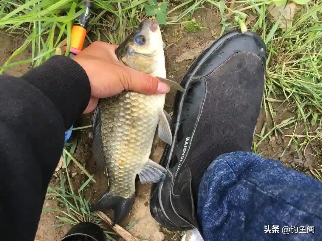 用菜籽饼做基础饵,好用又省钱,这样开出的饵专钓大鲫大鲤