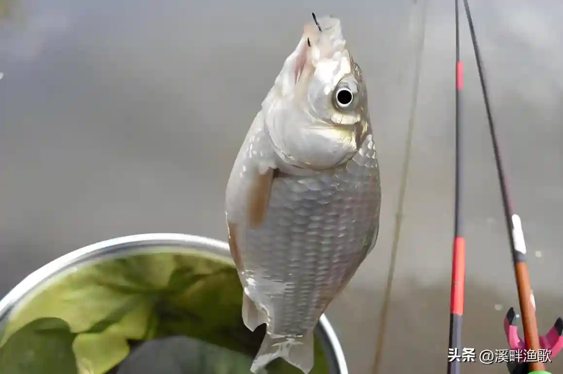 野钓鲫鱼选什么钩?袖钩、伊豆钩、海夕钩全解析