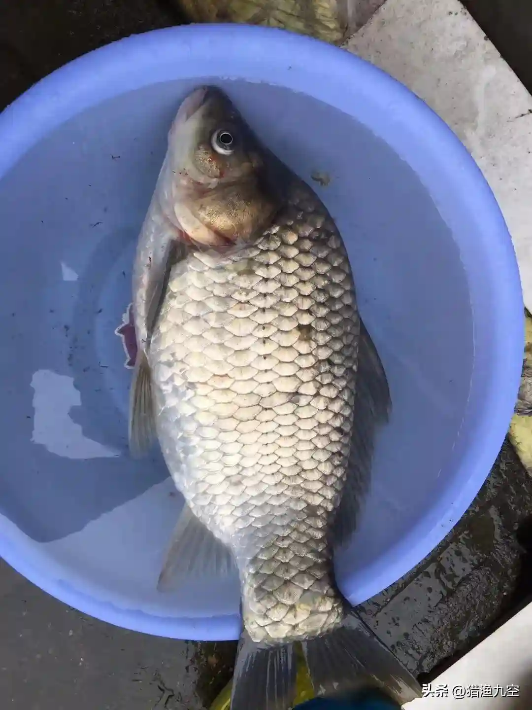 冬天钓鱼选择老钓位好还是新钓位好呢？水下摄像头告诉我们真相。