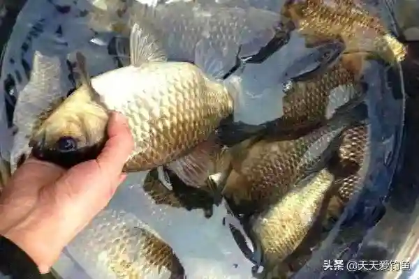 钓鱼技巧：饵料加酒米，专钓大鲫鱼，别不信，一钓一个准