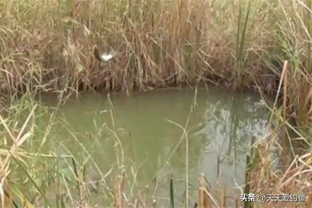冬季野钓鲫鱼，3个方法提升咬钩量，天寒地冻也能钓鱼