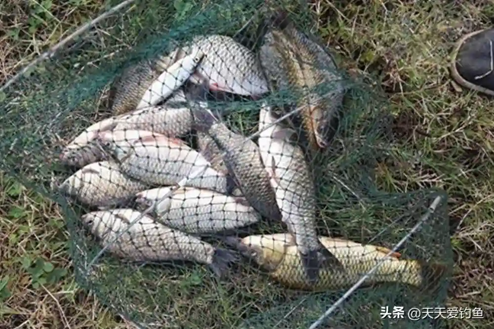 冬季野钓鲫鱼，3个方法提升咬钩量，天寒地冻也能钓鱼