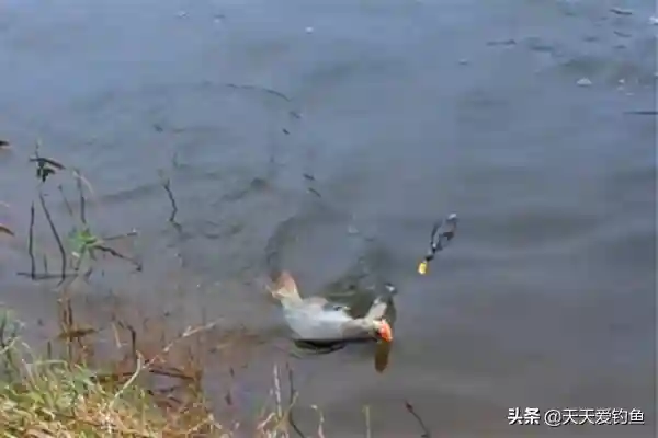 钓鱼技巧:这种钓法很奇特,鱼钩挂珠子不挂饵,也能轻松钓大鱼
