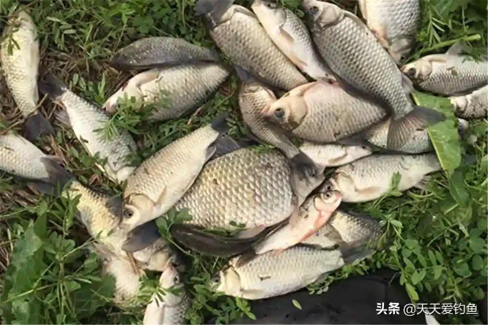 钓鱼新政限制钓法,这种钓法没影响,用简单的钓组适应复杂的鱼情