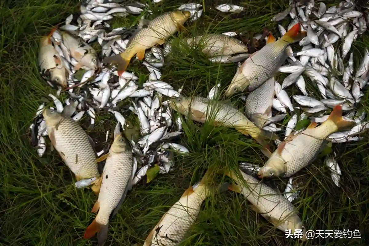 钓鱼开饵技巧：想要鱼儿咬钩猛，饵料之中加点盐