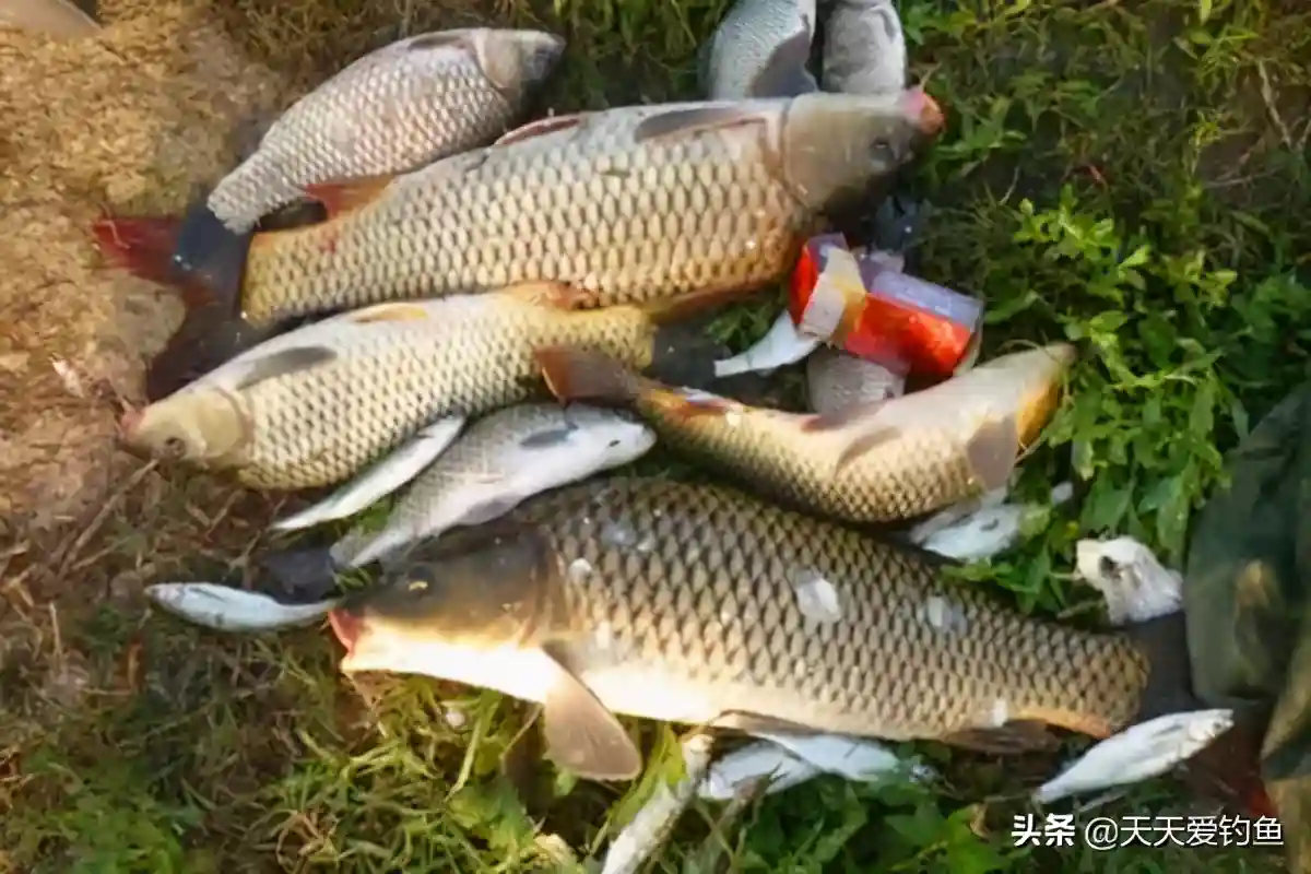 钓鱼开饵技巧：想要鱼儿咬钩猛，饵料之中加点盐