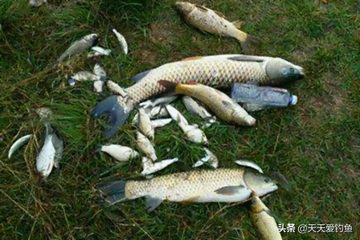 钓鱼开饵技巧：想要鱼儿咬钩猛，饵料之中加点盐