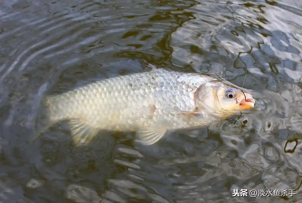 上鱼率最快的民间钓法详解——弹钓
