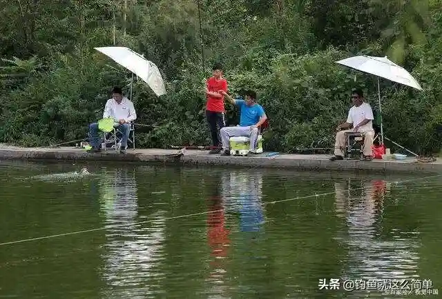垂钓黑坑老塘，如何应对底部酱层厚，有鱼星没鱼口的应对方法