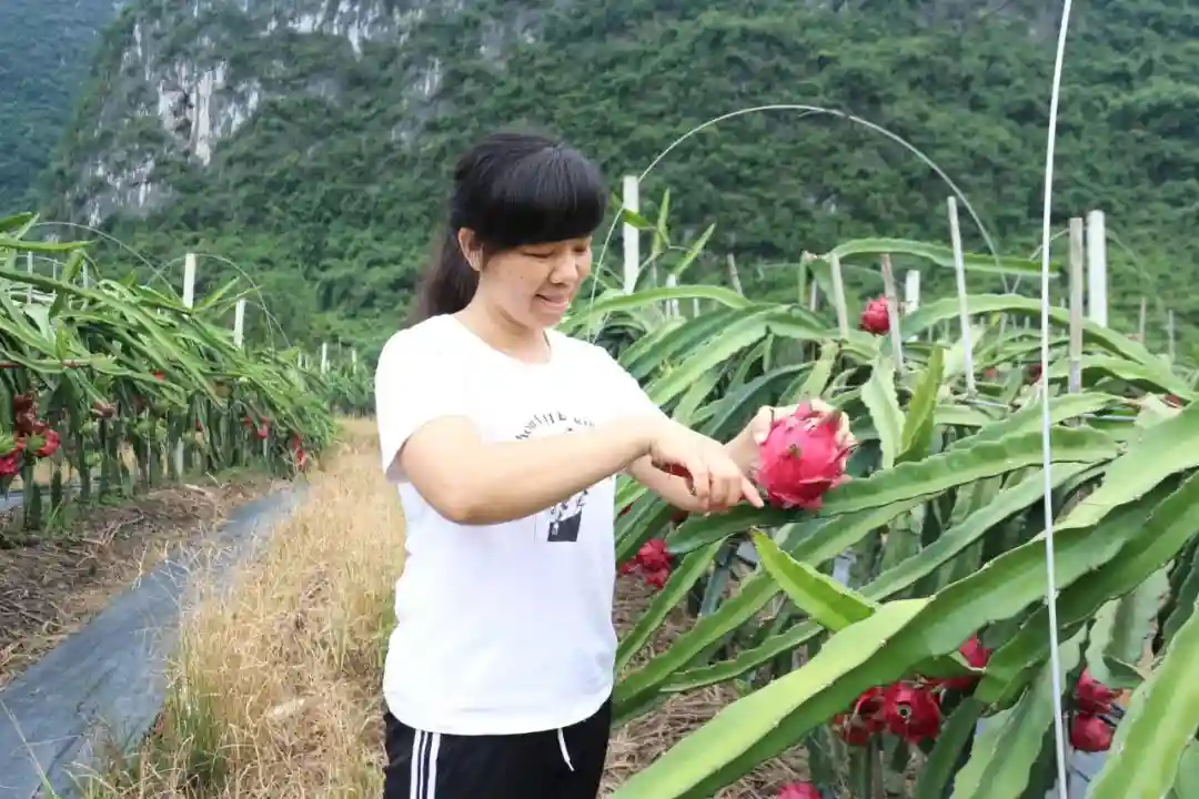 【决胜全面小康 决战脱贫攻坚】高田镇： 火龙果产销持续火旺 成为贫困群众眼