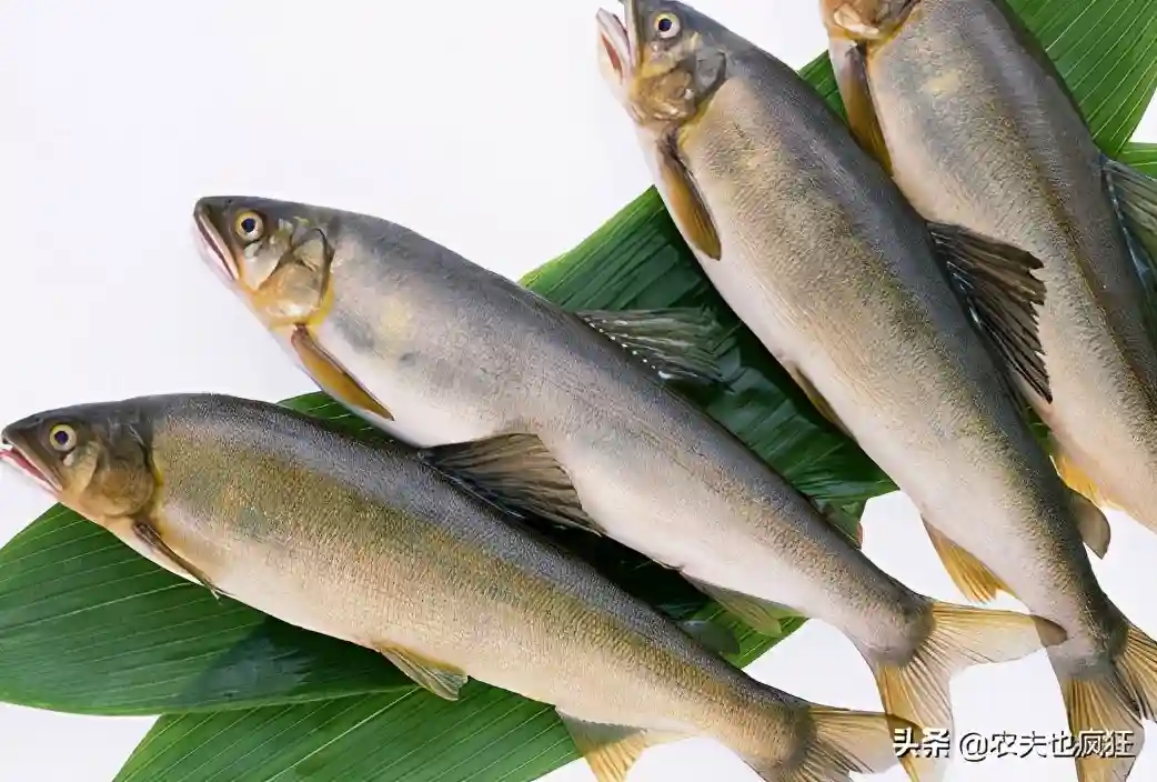 自带西瓜香味的鱼,不清内脏也能吃,曾是朝廷贡品,寿命仅有1年