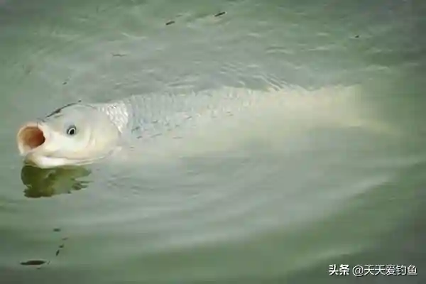 野钓遇上小鱼闹窝,可以试试双坠钓组,别不信,一钓一个准!