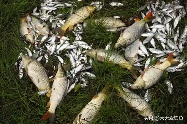 钓鱼技巧：揭秘传说中的原塘颗粒，科学使用，渔获暴增