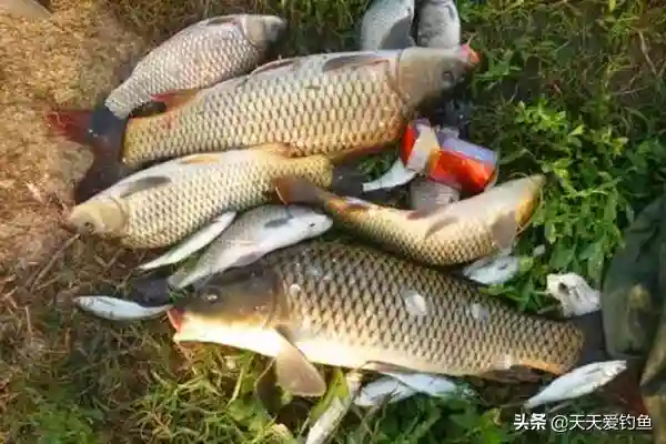 初秋钓鱼,饵料最好加点腥,用这几款自制饵料,鱼口好到没商量