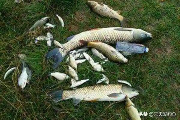 钓鱼技巧：揭秘传说中的原塘颗粒，科学使用，渔获暴增