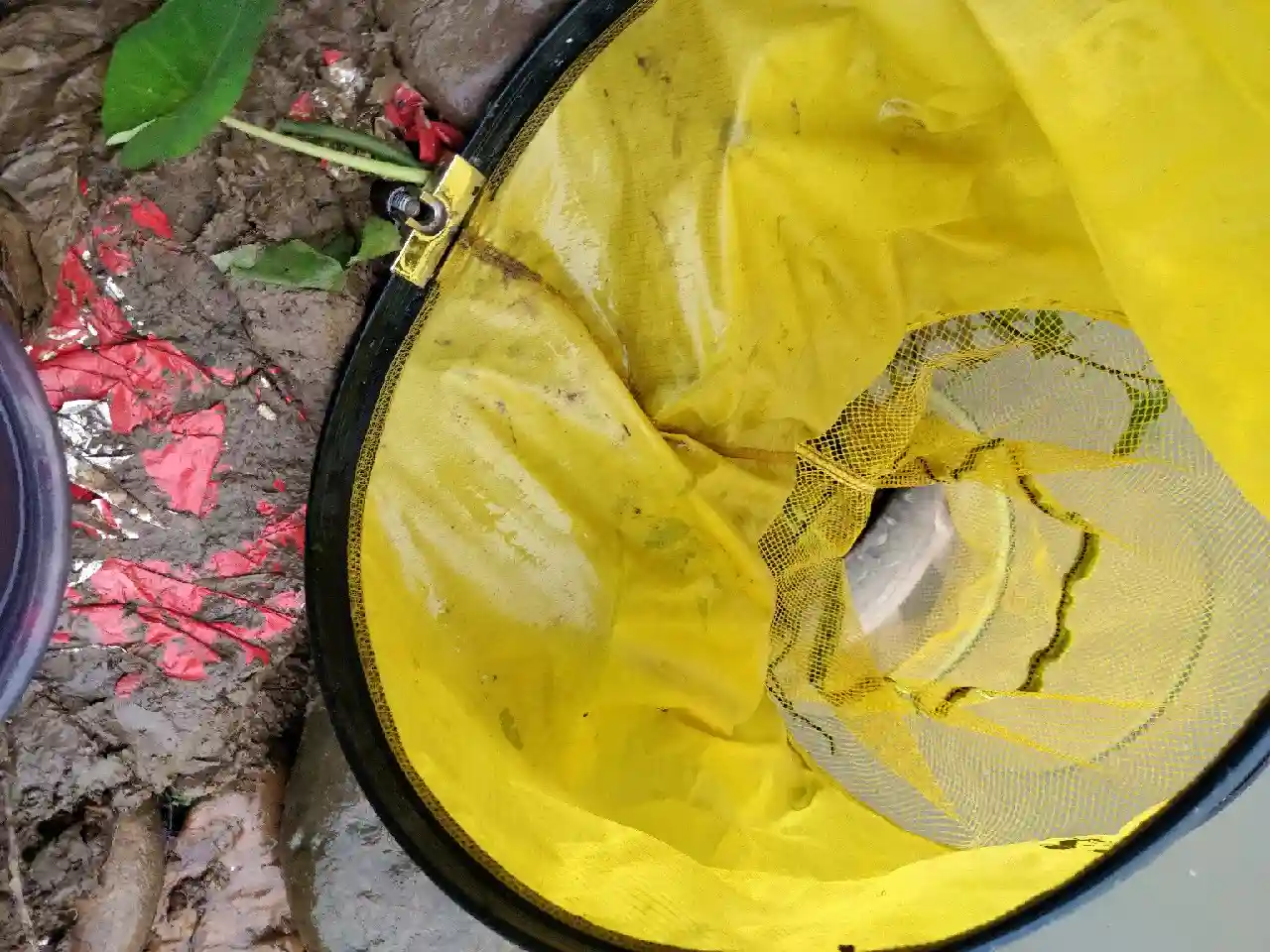6号袖为何溜起大鲤鱼,这里有秘密没公开