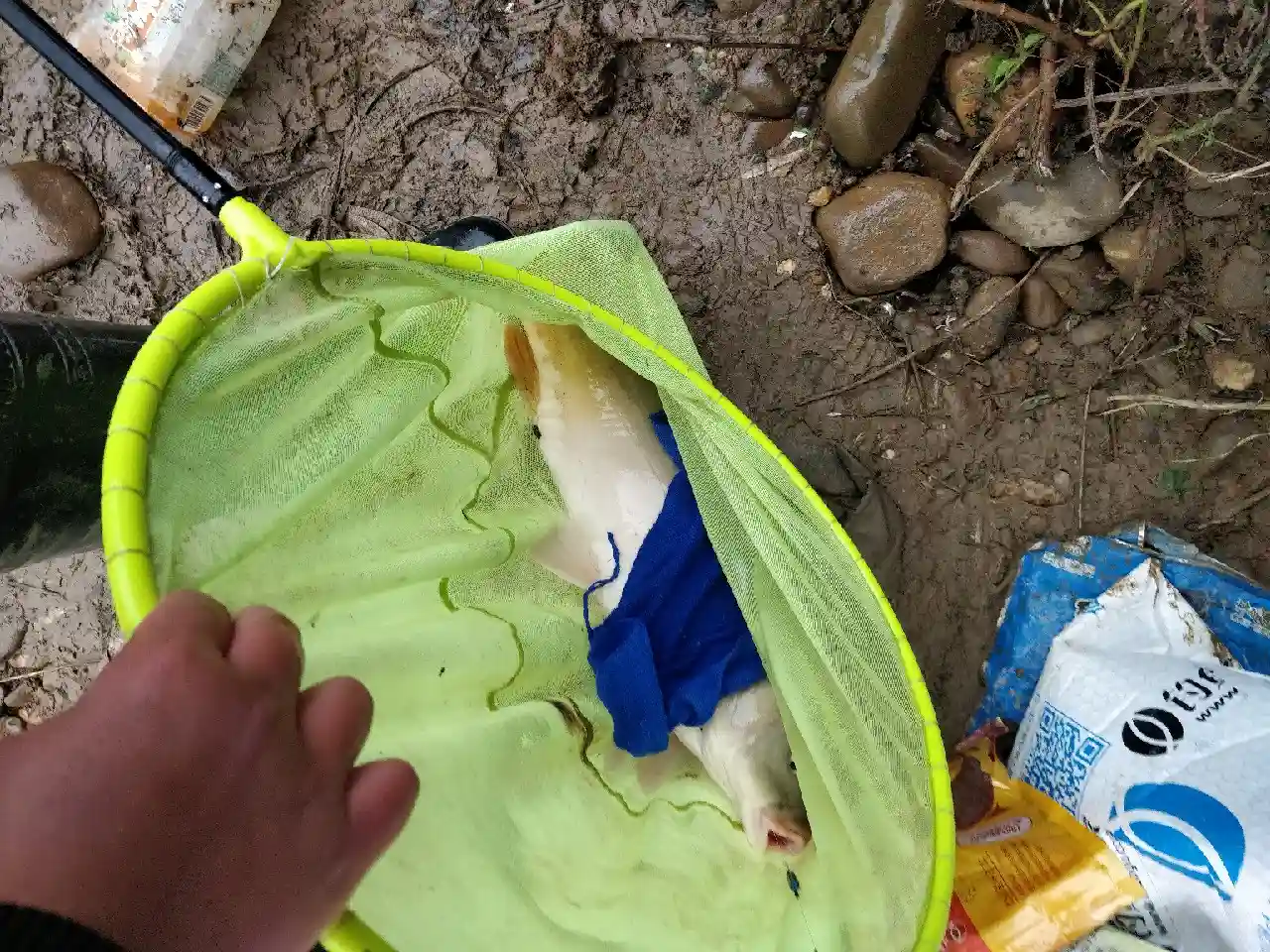 6号袖为何溜起大鲤鱼,这里有秘密没公开