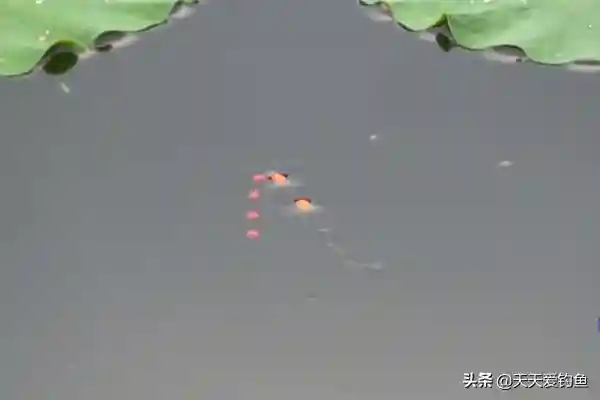 多种逗钓技巧分享,台钓也能用,鱼口越轻效果越好,渔获明显提升