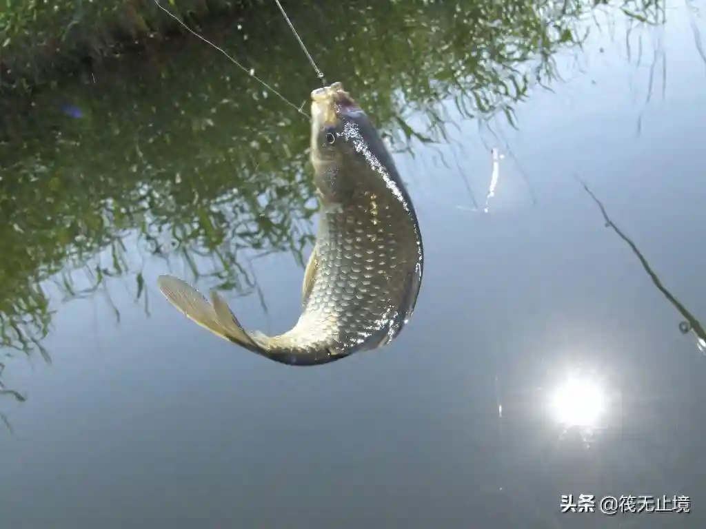 野河沟钓鲫鱼,有些地方不认商品饵,如何应对才好?