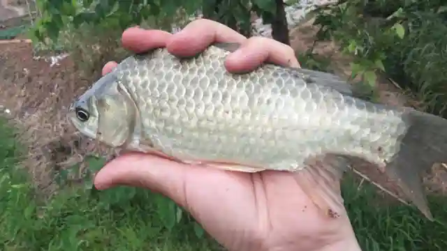 包面钓法听过吗?在夏天野河钓鲫鱼,效果远超台钓,值得一试