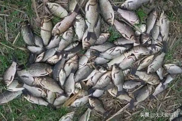 多种逗钓技巧分享,台钓也能用,鱼口越轻效果越好,渔获明显提升