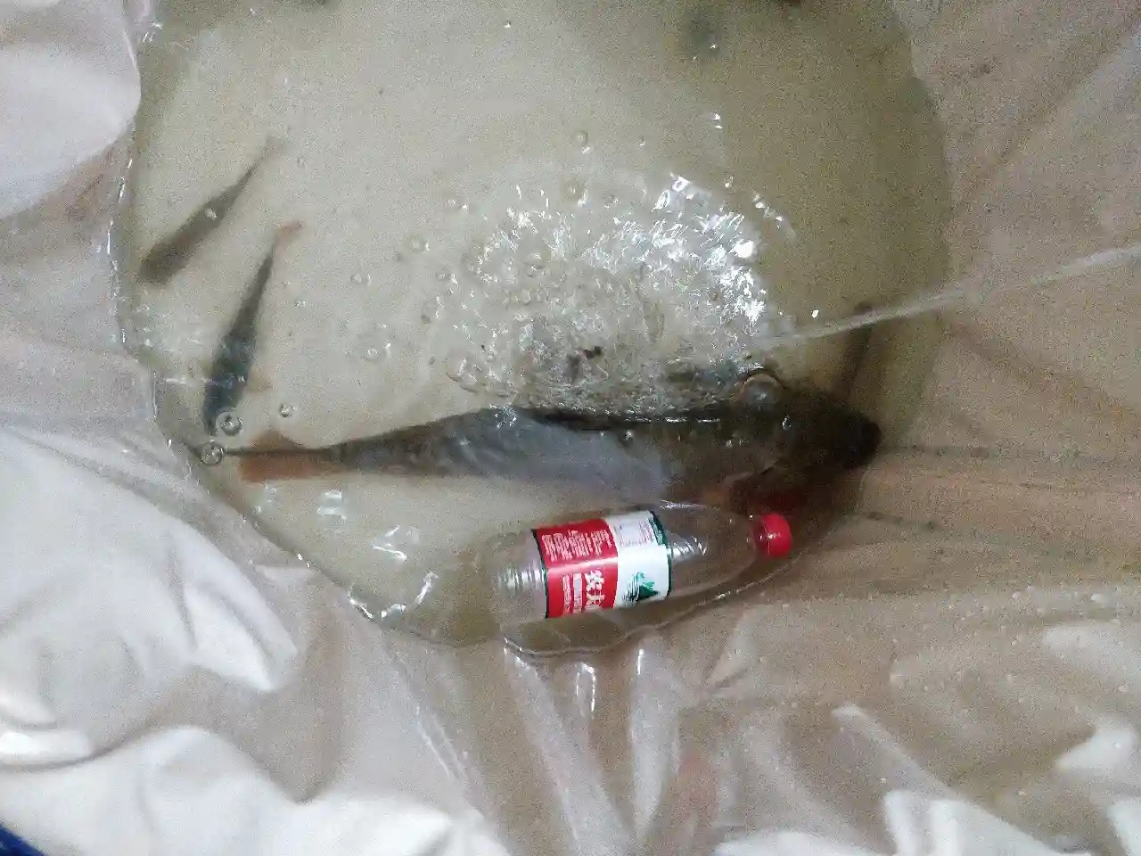 6号袖为何溜起大鲤鱼,这里有秘密没公开
