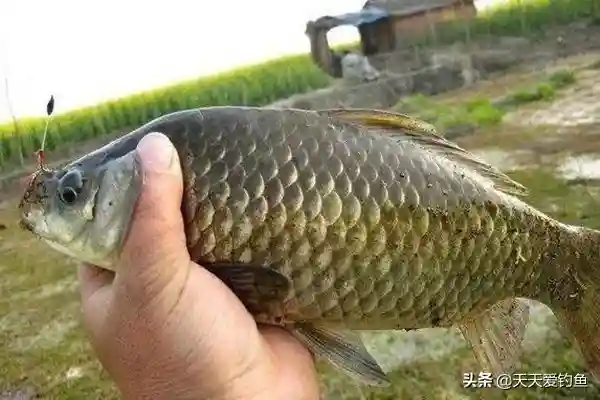 多种逗钓技巧分享,台钓也能用,鱼口越轻效果越好,渔获明显提升