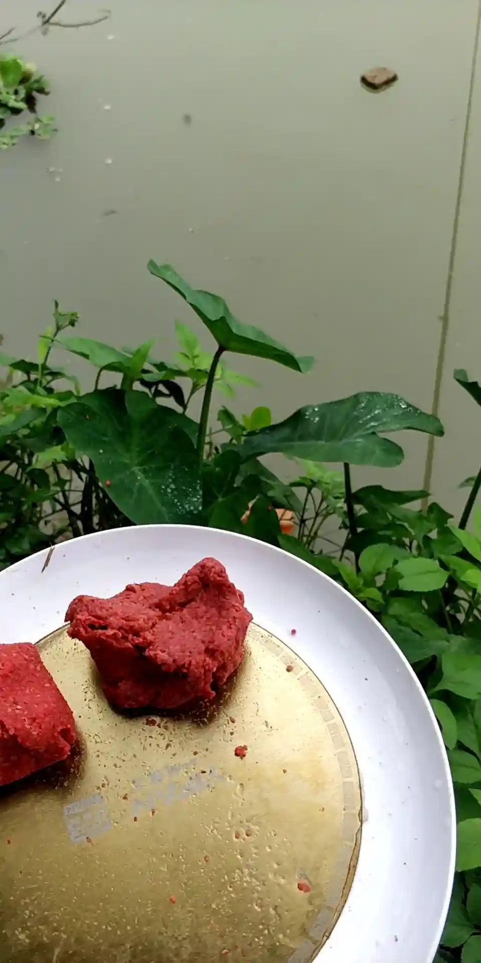 6号袖为何溜起大鲤鱼,这里有秘密没公开