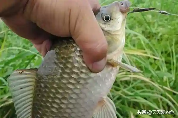 多种逗钓技巧分享,台钓也能用,鱼口越轻效果越好,渔获明显提升