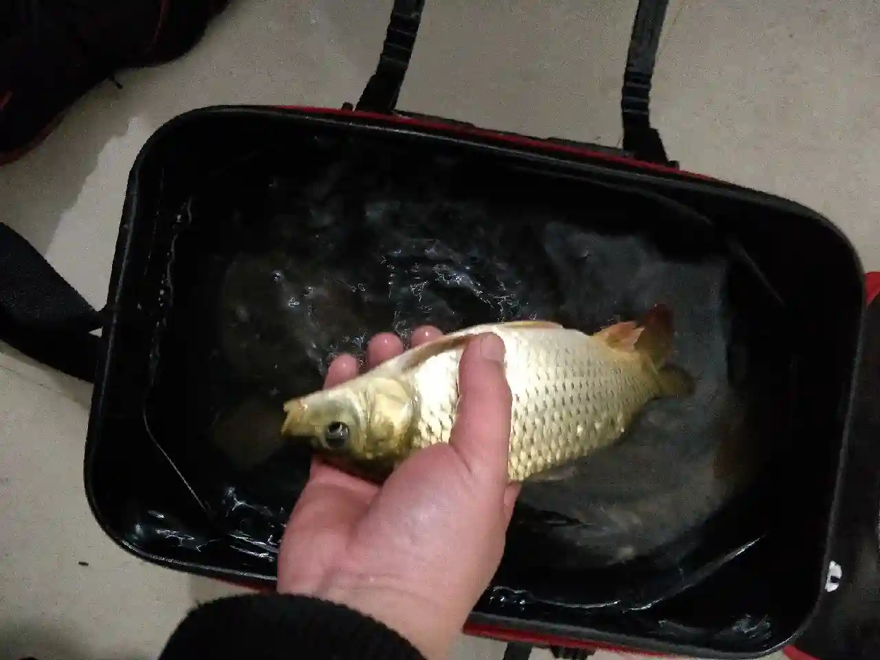 6号袖为何溜起大鲤鱼,这里有秘密没公开