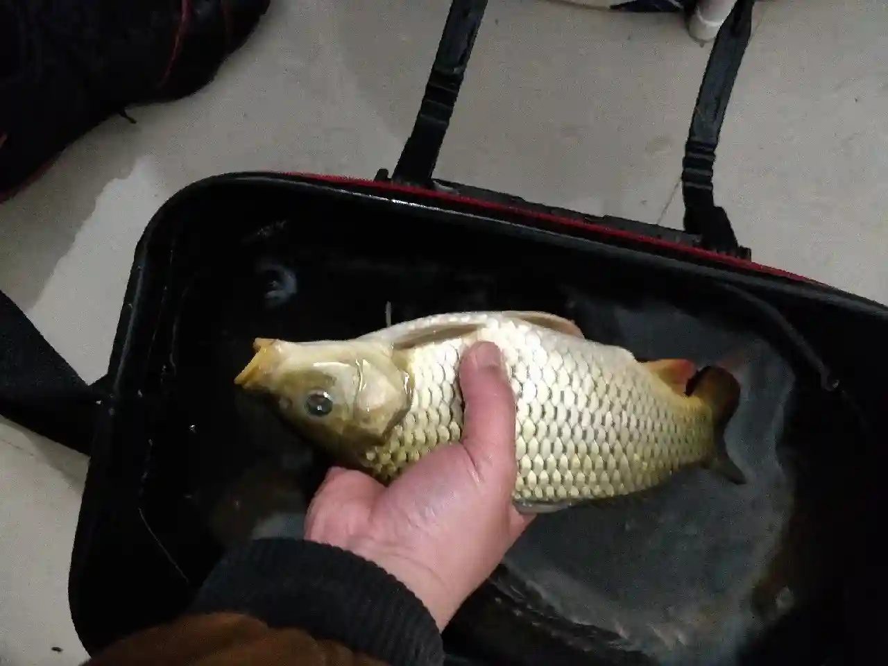 6号袖为何溜起大鲤鱼,这里有秘密没公开