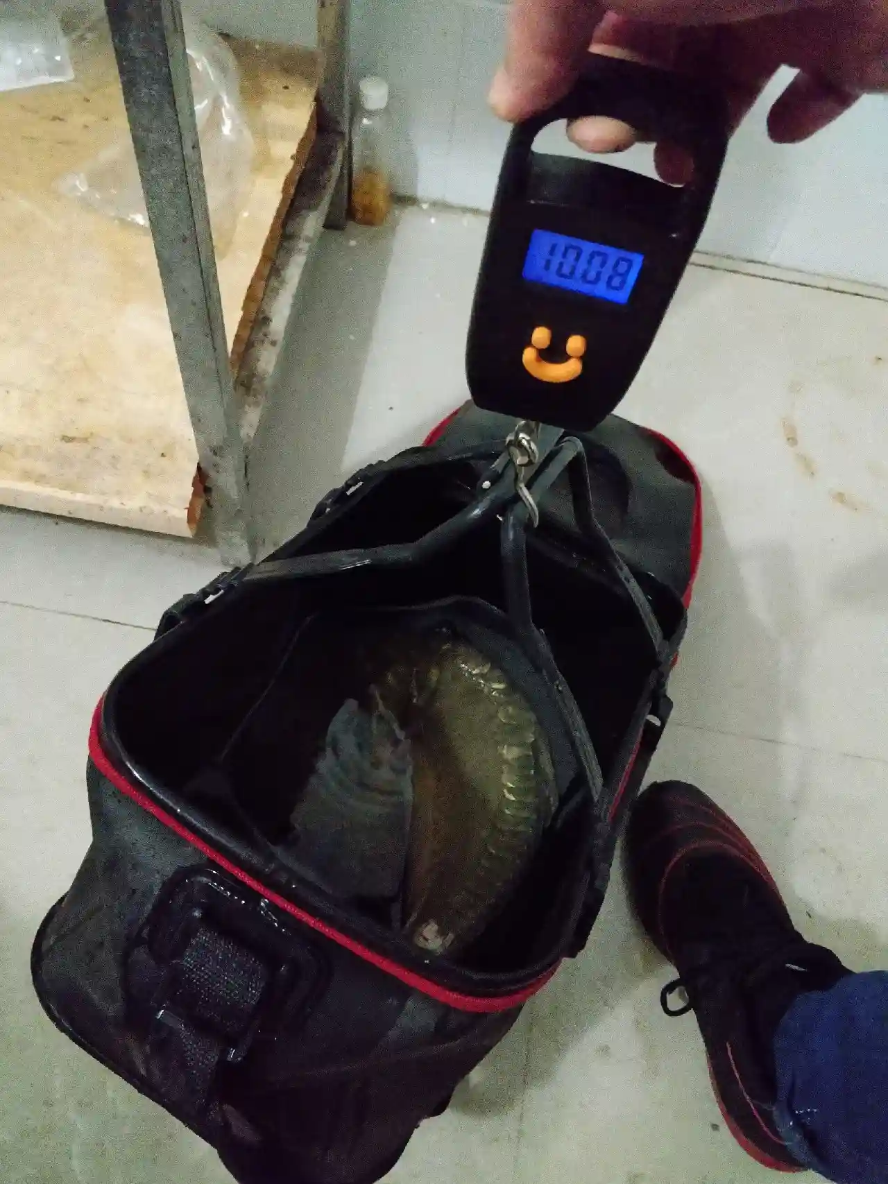 6号袖为何溜起大鲤鱼,这里有秘密没公开