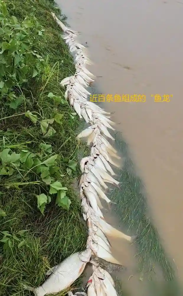 湖北男子网上秀渔获,百条红尾被穿成串,网友:泥鳅打窝越钓越多