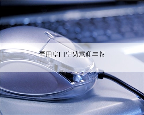 青田阜山皇菊喜迎丰收