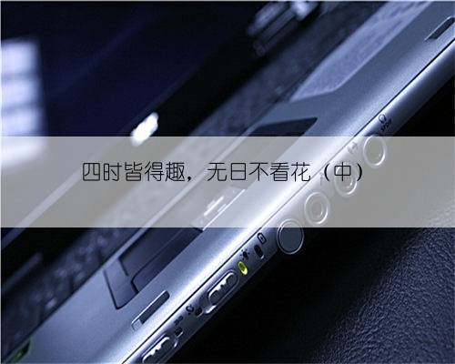 四时皆得趣,无日不看花(中)
