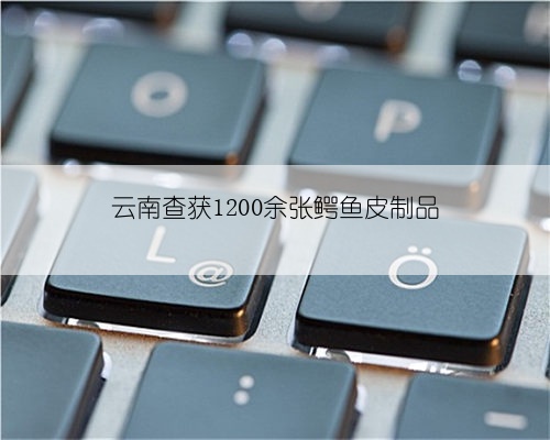 云南查获1200余张鳄鱼皮制品