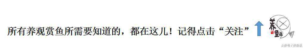 从事互联网IT工作的你,在办公桌放个水草鱼缸吧,养眼也养心